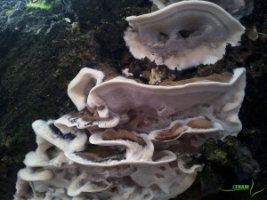 2013-01-12 14.18.54.jpg