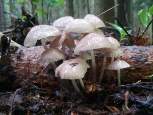 2013-05-26 15.11.37.jpg