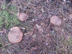 20131004_115027-1.jpg