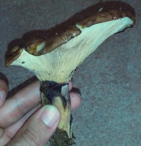 20140815_134114.jpg