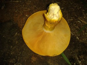 2015-10-02 18.47.jpg
