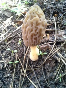 20160411_160243.jpg