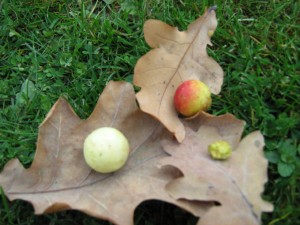 29.10.2008 022.jpg