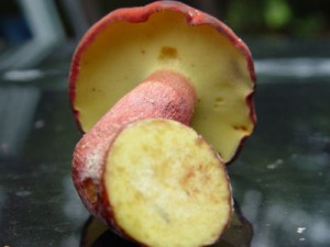 2mushroom.jpg