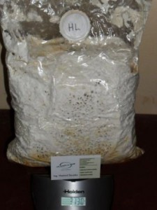 3 kg sadba.JPG
