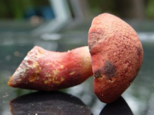 3mushrooms.jpg