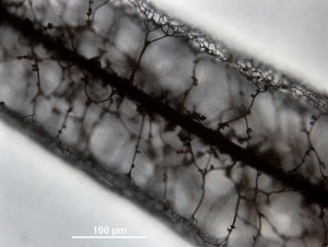 40x-3.jpg