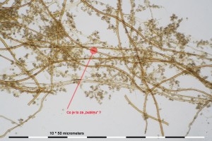 40x_kapilicium06.jpg