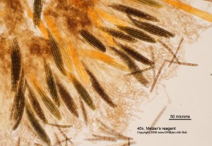 40x_MR_Hymenium_01.jpg