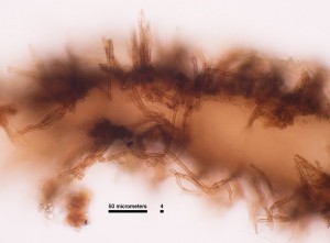 40x_Sclerocium_Mozna_2.jpg