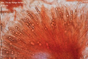 40xCR-Hymenium-14.jpg