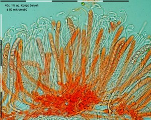 40xCR-Hymenium-7.jpg