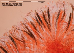 40xCR-Hymenium-9.jpg