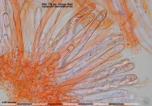 40xCR-Hymenium.jpg