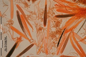 40xCR-Hymenium.jpg