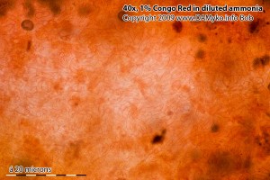 40xCR-Stred_0022.jpg