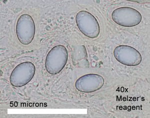 40xMR-Vytrusy-43.jpg