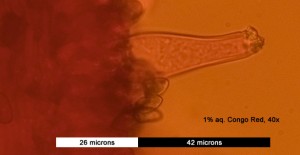40xPleurocystida01.jpg