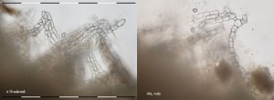 40xV-BrvyTrene-1.jpg
