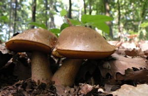 4e50f1be-4dd42f52-5ad2-1c592e6c.jpg