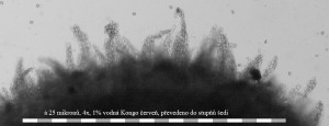 4xCR-Brvy-6.jpg