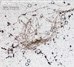 4xSampon-Kapilicium2.jpg