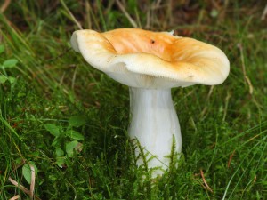 6518-urcit.jpg