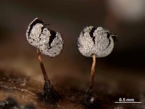 99955-DSS_99950.jpg
