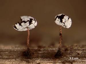 99978-DSS_99973.jpg