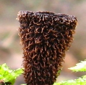 enka rhovan 5 - detail.JPG
