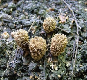 enka rhovan  - Cyathus striatus.jpg