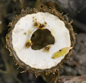 enka rhovan  - Cyathus striatus.jpg