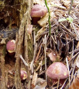afrnka ervenolut.jpg