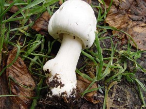ampion zpan  Agaricus xanthodermus  Genev.1.jpg