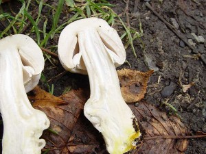 ampion zpan  Agaricus xanthodermus  Genev.2.jpg