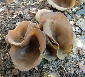 asnatka (15).jpg