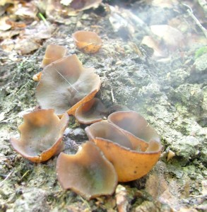 asnatka (29).jpg