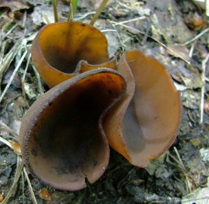 asnatka (9).jpg