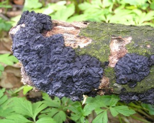 ernorosol 1.jpg