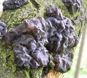 ernorosol 2.jpg