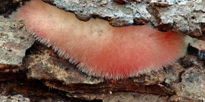 ilnatka bled - Phlebia centrifuga (5).jpg
