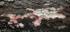 ilnatka bled - Phlebia centrifuga (6).jpg