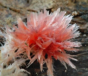 ilnatka bled - Phlebia centrifuga (7).jpg