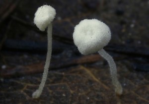 _MG_1572.JPG