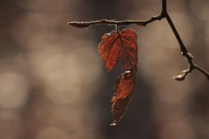 _MG_2328A.JPG