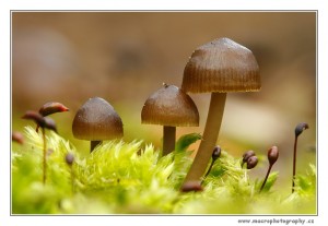 _MG_4718.jpg