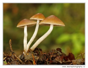 _MG_7758.jpg