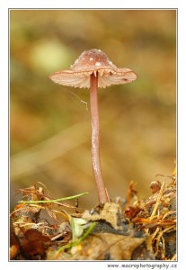 _MG_7763.jpg