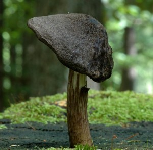 ttovka ernolem - Pluteus atromarginatus.jpg