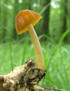 ttovka lut - Pluteus leoninus (14).jpg